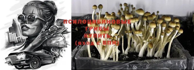 дарнет шоп  Чишмы  Галлюциногенные грибы Cubensis 